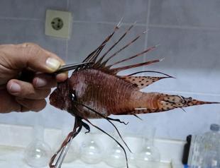 Invasive species in Mediterranean Sea rising