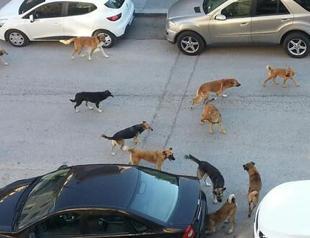 Over 12,000 ‘dangerous dogs’ registered across Turkey