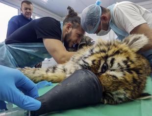 Russian tiger fights for life after frostbite