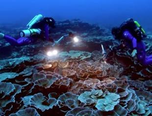 Remarkable’ giant coral reef found off Tahiti