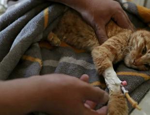 Stray animals find solace at Iraq animal shelter