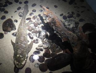 Meet Methuselah, the oldest living aquarium fish