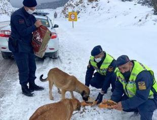 Authorities leave food for animals amid winter