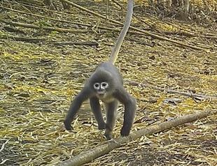 Ghostly monkey among 224 new Mekong region species