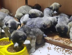 Puppies found freezing taken under protection