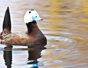 No endangered ruddy duck recorded in Turkish wetland