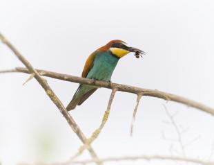 Exhibition on birds of Istanbul expects visitors