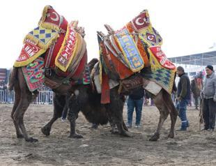 Thousands gather to see camels wrestling in Mediterranean town