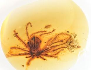 99 million-year-old flowers perfectly preserved in amber