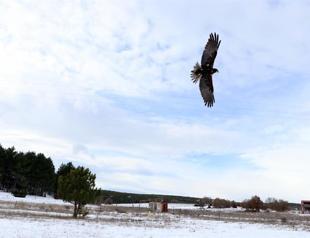 Wounded wild birds released into nature