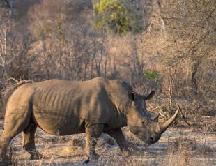 Uptick in rhino poaching as S Africa eases virus curbs
