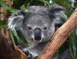 Australia warns koalas ’endangered’ as numbers plunge