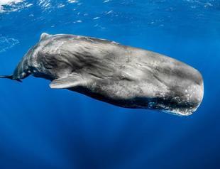 Whales species seen in Turkish waters in danger: Expert