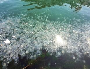 Rise in number of invasive jellyfish in Turkey’s south raises concern