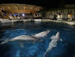 Whale brought from Canada to US dies