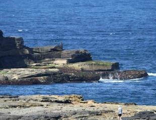 Hunt on for great white shark that killed Sydney swimmer