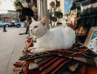 Data show pet trends among Turks