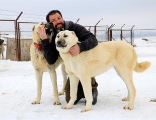 Kangals guard herds against lions in Africa: Mayor