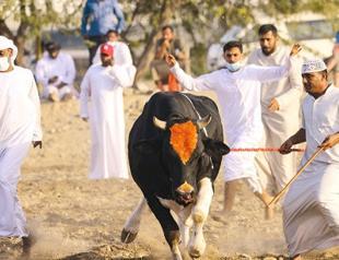 Little-known bullfighting tradition lives on in UAE