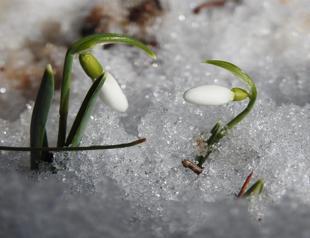 Penalty for picking snowdrop in Mt Spil rises to $8,070