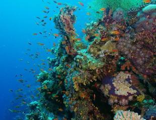 Mysteries and music: Listening in to underwater life