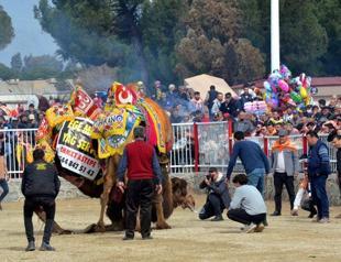Thousands gather to see camels wrestle in Aegean town