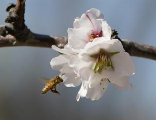 Beekeepers turn to anti-theft technology as hive thefts rise
