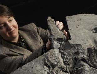 ’Superbly preserved’ pterosaur fossil unearthed in Scotland