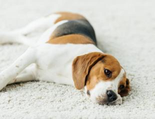 Dogs show signs of mourning after loss of canine companions