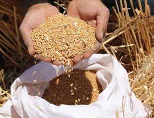Turkey not to suffer shortage in grains: Ministry