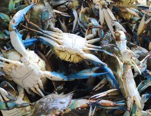 Adana supplies blue crabs worldwide