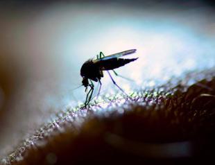 Expert warns of Asian tiger mosquito invasion for summer