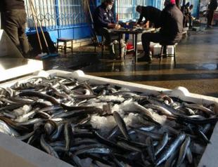 Fish prices increase due to drifting sea mines