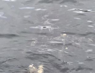 Impact of mucilage in Marmara Sea to be less harsh: Expert