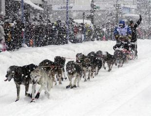 Iditarod dogs pack for traditional Alaska race