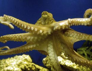Octopus ancestors lived before era of dinosaurs, study shows