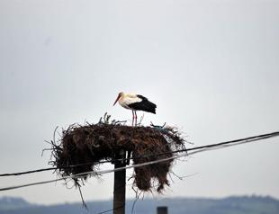 Baby of famous stork hanging out in Sudan