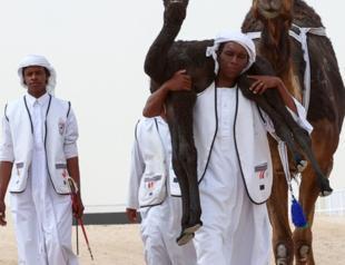 Comely camel pouts its way to record beauty prize in Qatar