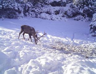 Court blocks tender for red deer hunt