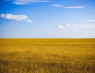 Blue skies, golden fields and sunflower