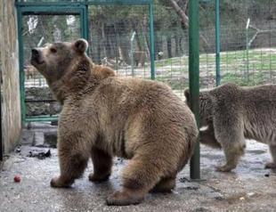 Bear family to adapt to natural life after rehab in Bursa