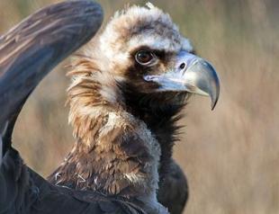 Europe raptor numbers down due to gun-lead poison