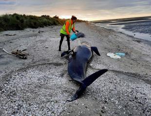 Dozens of whales die in New Zealand mass stranding