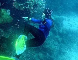 Great Barrier Reef suffers ‘widespread’ bleaching event