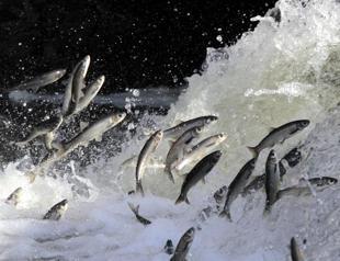 Coast guard to protect pearl mullets in Lake Van