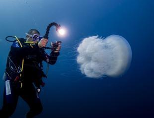 Rise in invasive jellyfish in waters along Med coasts worrying