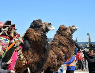 Thousands gather to see camels wrestling in resort town