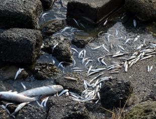 Major lagoon in Istanbul needs restoration: Expert