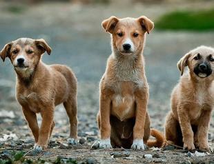 Most Turks do not think of stray animals as dangerous