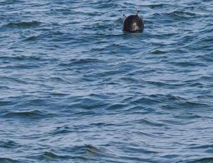Turkey disposes stray naval mine in Bosphorus